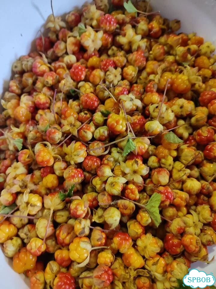 Морошка свежая фото 1