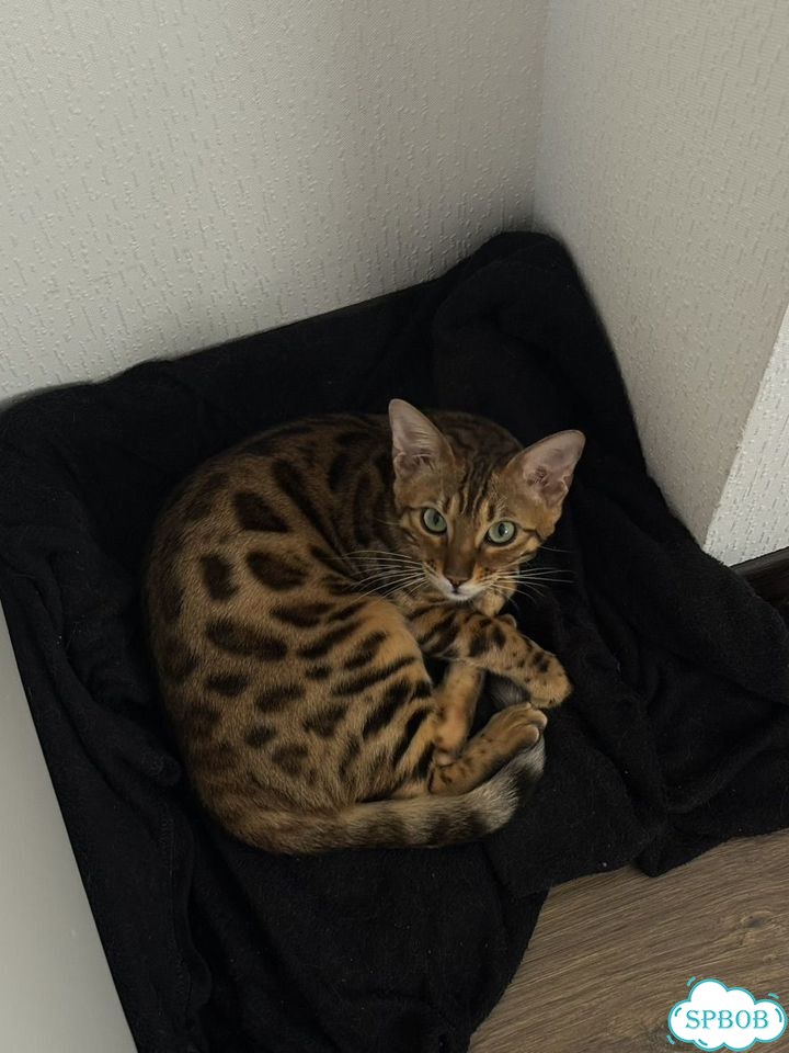 Бенгальская, взрослая кошка фото 1