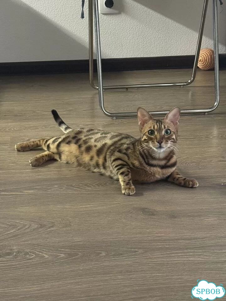 Бенгальская, взрослая кошка фото 3