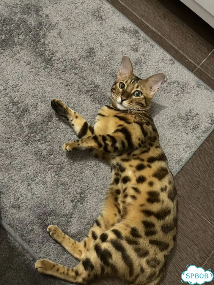 Бенгальская, взрослая кошка фото 4
