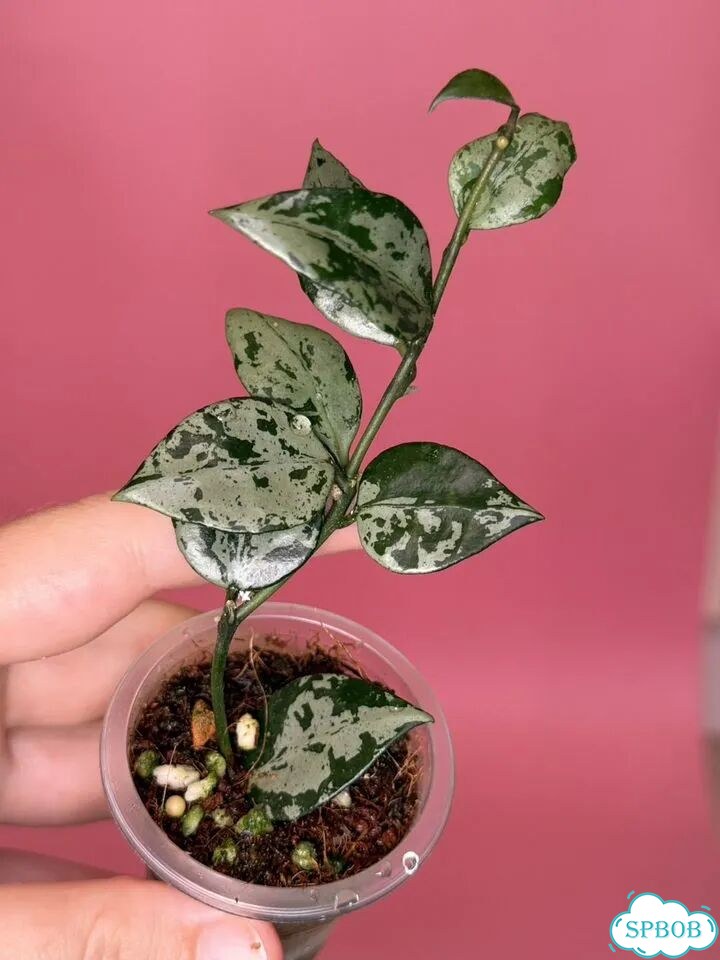 Хойя lacunosa green flame фото 1