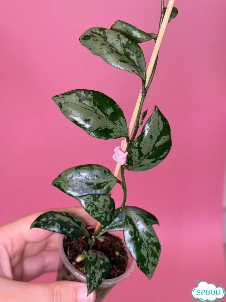 Хойя lacunosa green flame фото 10