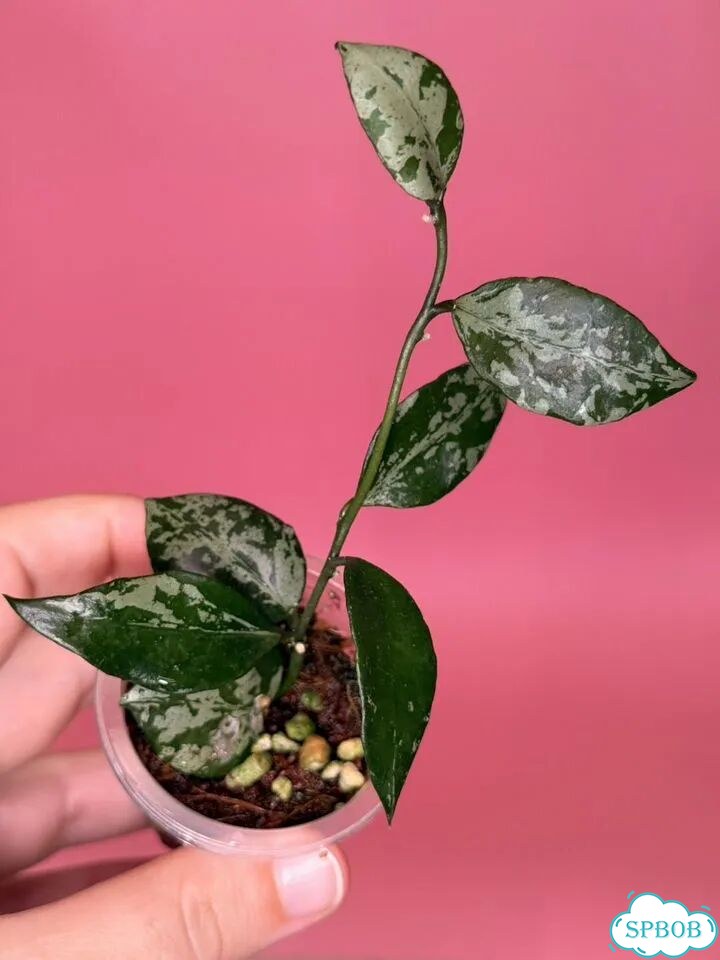 Хойя lacunosa green flame фото 2
