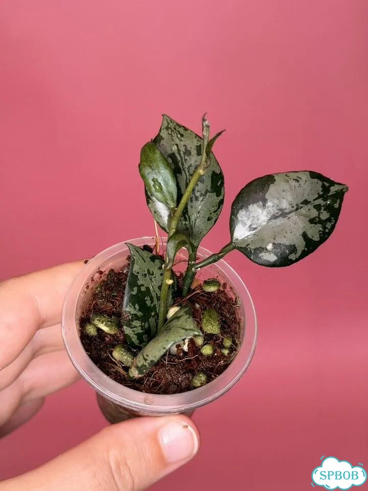 Хойя lacunosa green flame фото 3