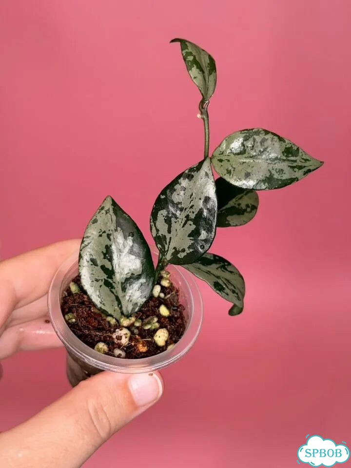 Хойя lacunosa green flame фото 4