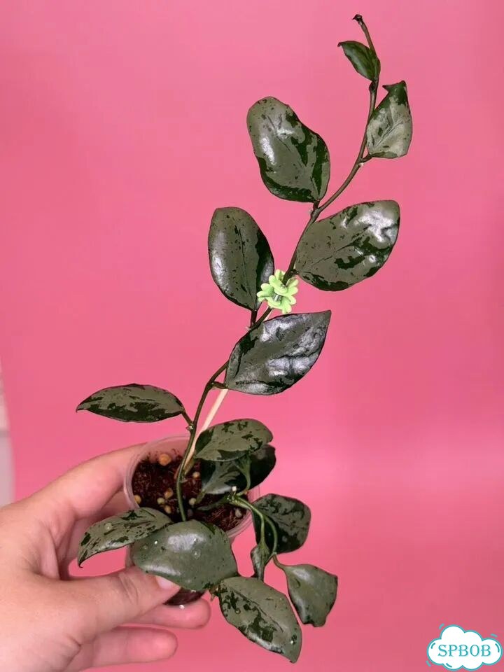Хойя lacunosa green flame фото 5