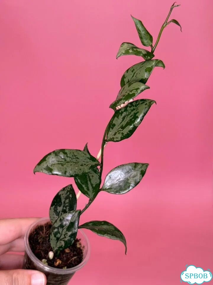 Хойя lacunosa green flame фото 6
