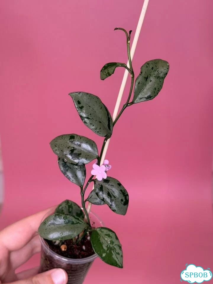 Хойя lacunosa green flame фото 7