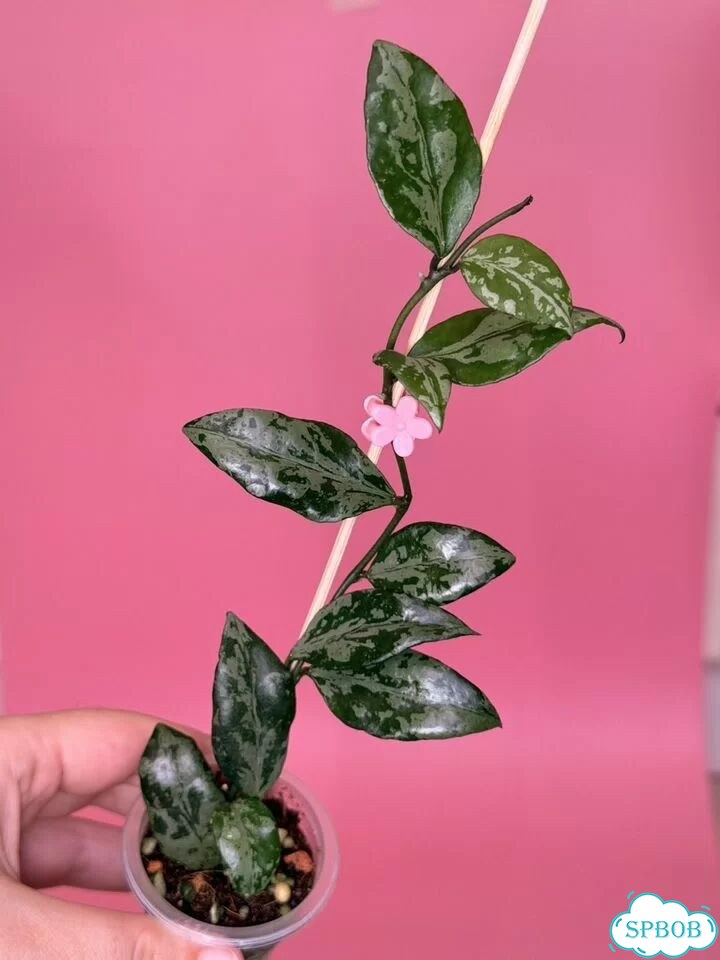 Хойя lacunosa green flame фото 8