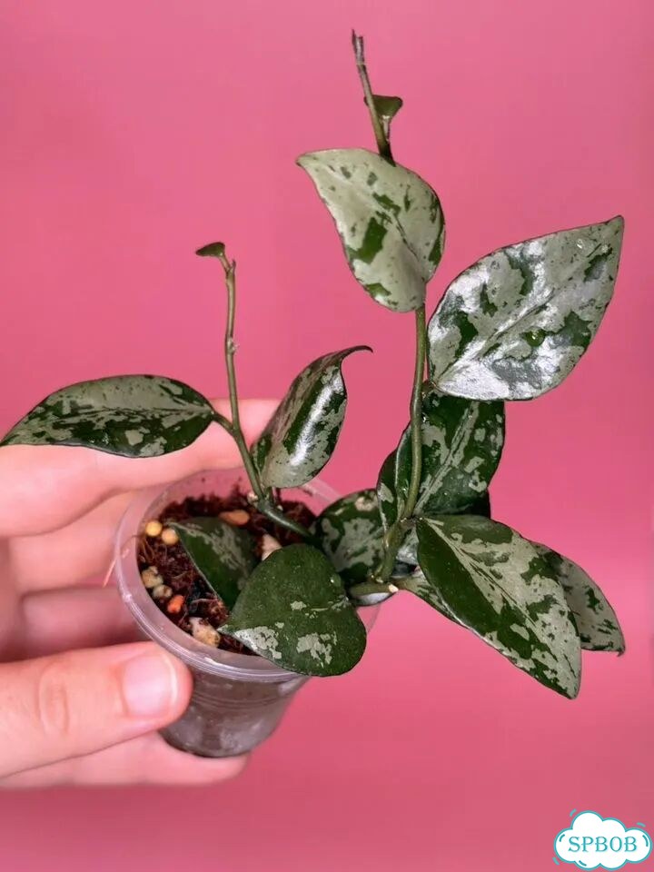 Хойя lacunosa green flame фото 9