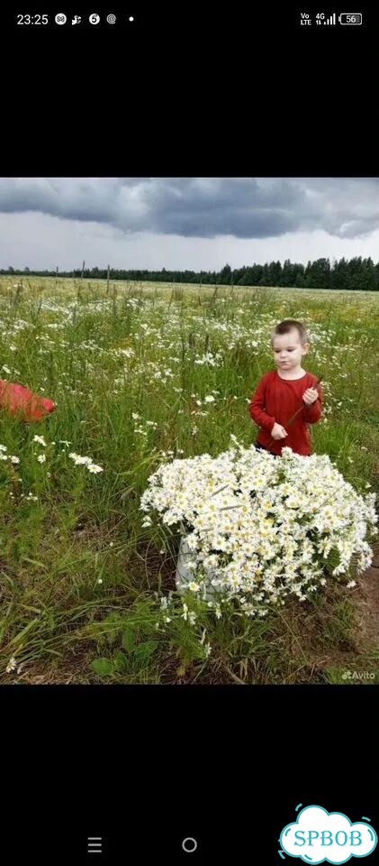 Букет полевых ромашек фото 3