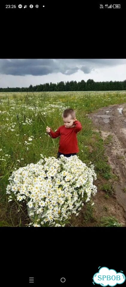 Букет полевых ромашек фото 5