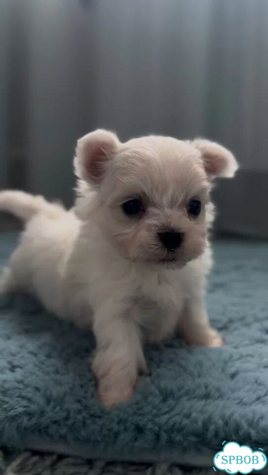 Мальтийская болонка, щенок фото 1
