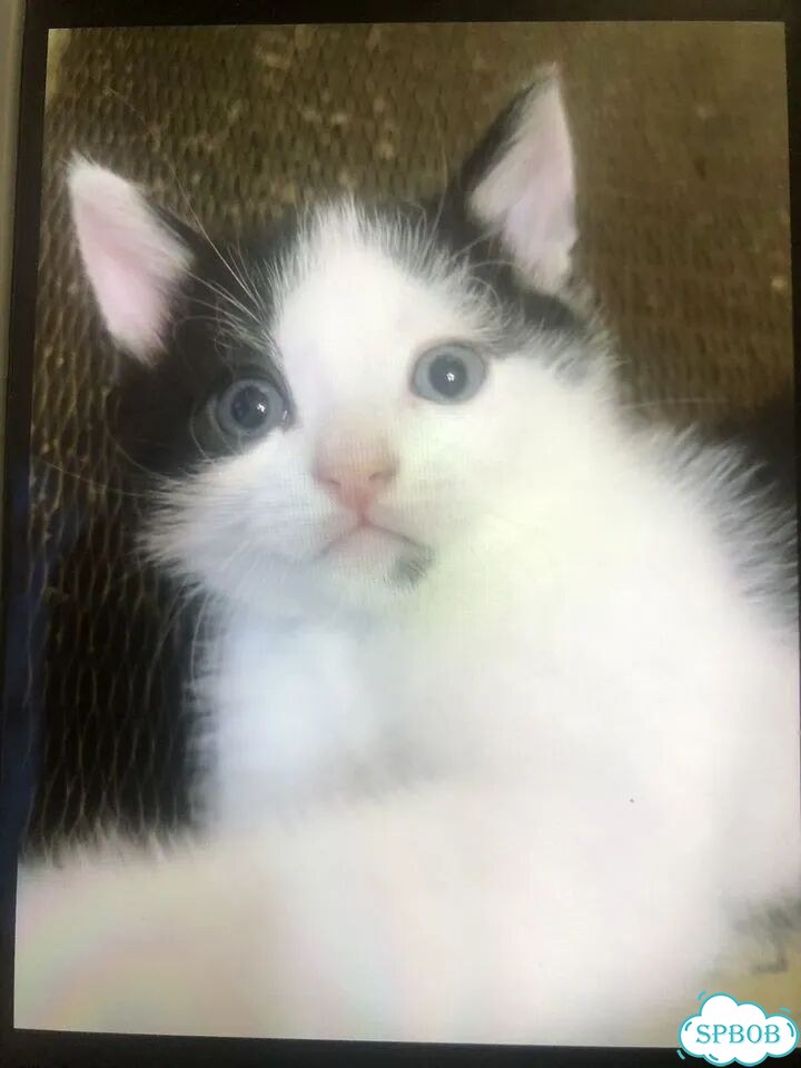 Котёнок в добрые руки фото 1