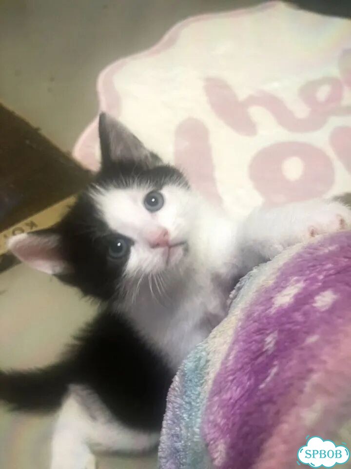 Котёнок в добрые руки фото 2