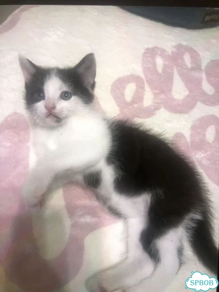 Котёнок в добрые руки фото 4