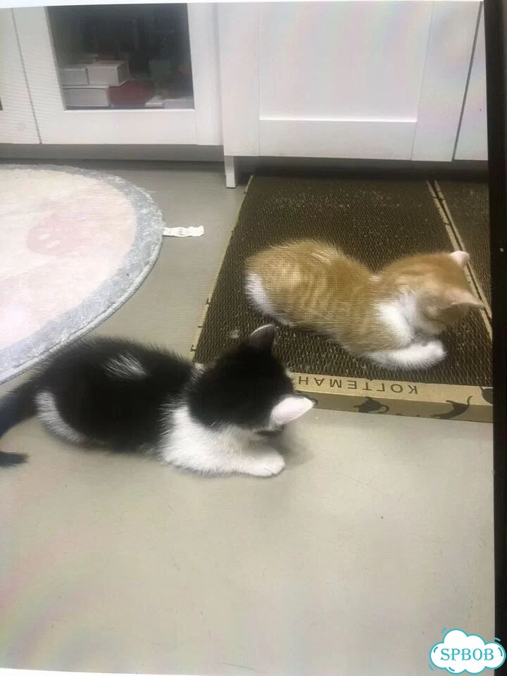 Котёнок в добрые руки фото 5
