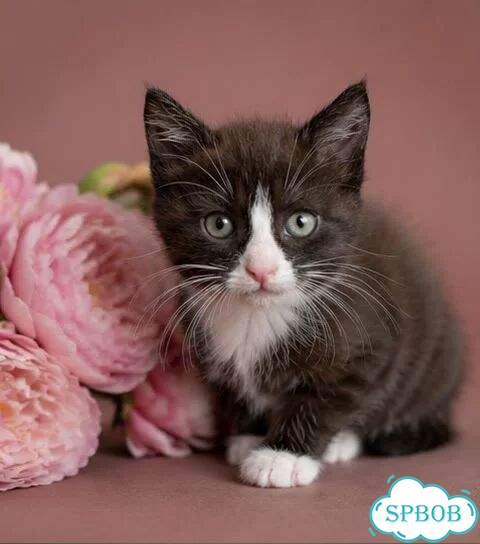 Котёнок в добрые руки фото 1