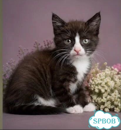 Котёнок в добрые руки фото 2