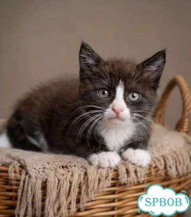 Котёнок в добрые руки фото 3
