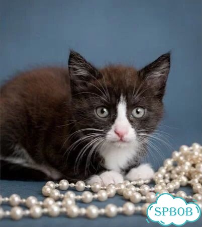 Котёнок в добрые руки фото 4