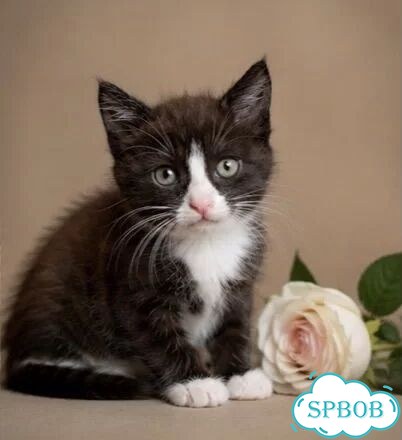 Котёнок в добрые руки фото 5