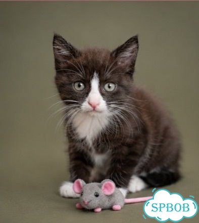 Котёнок в добрые руки фото 6