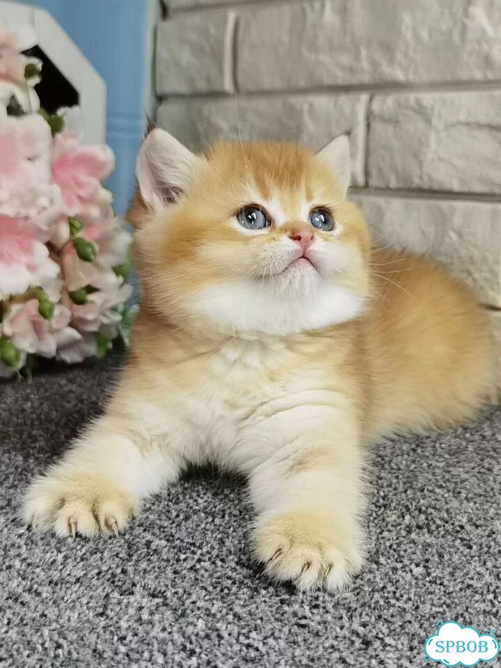 Британский короткошёрстный котёнок фото 1