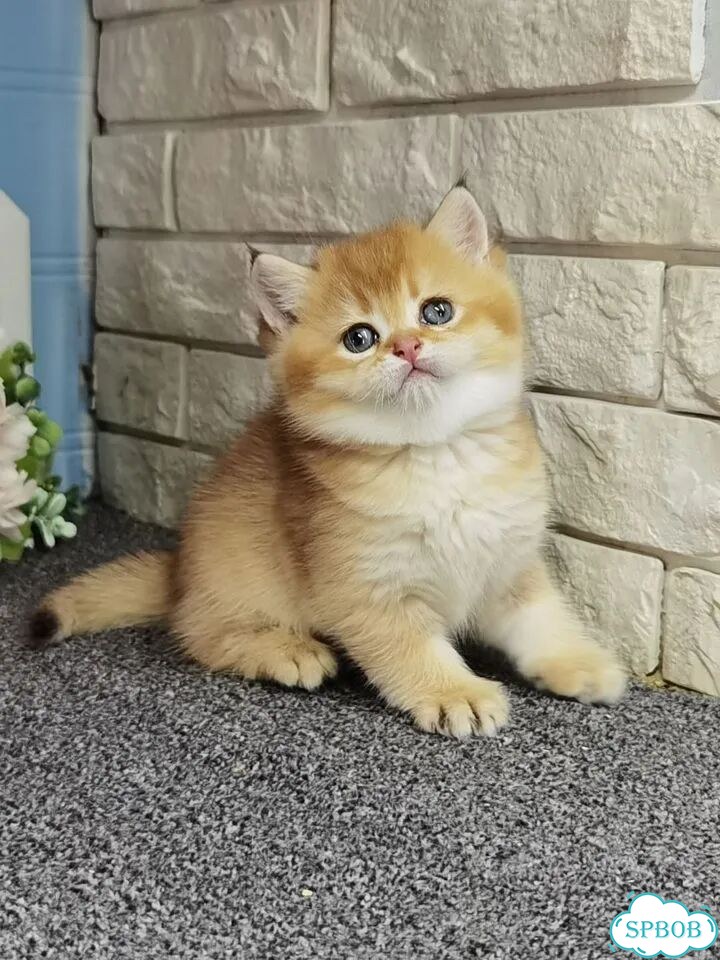 Британский короткошёрстный котёнок фото 2