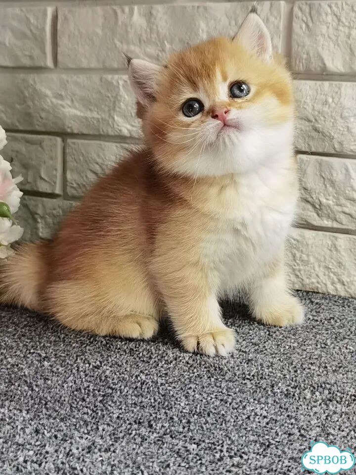 Британский короткошёрстный котёнок фото 3