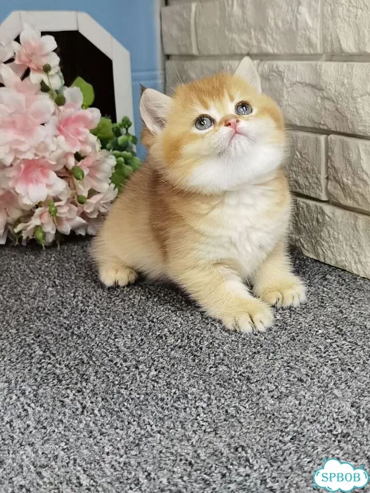 Британский короткошёрстный котёнок фото 4