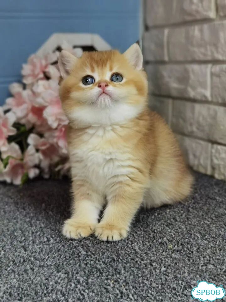 Британский короткошёрстный котёнок фото 5