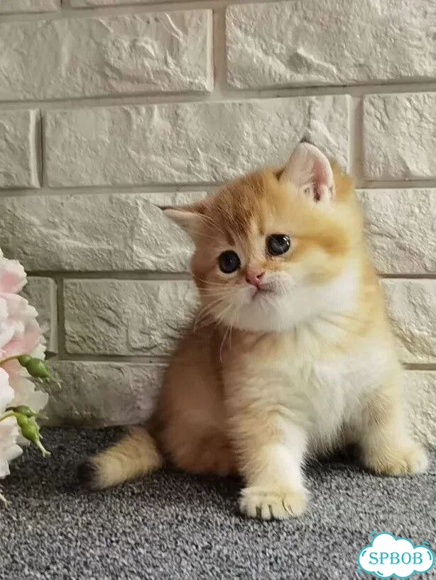 Британский короткошёрстный котёнок фото 6