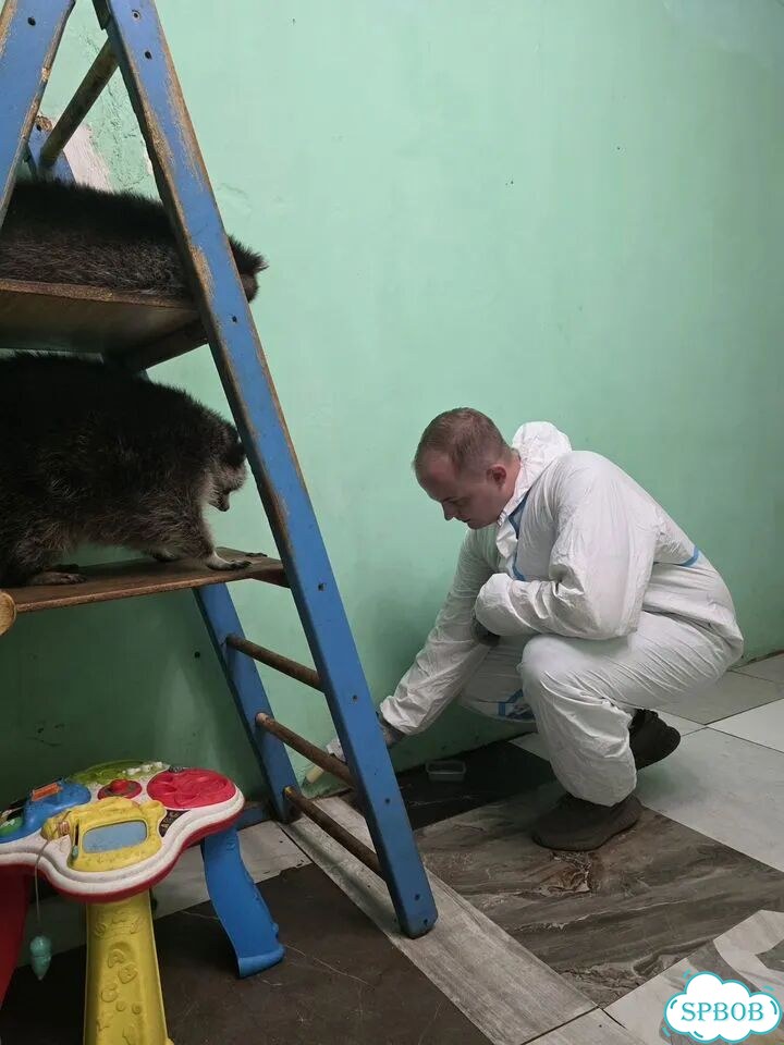 Уничтожение дезинфекция тараканов клопов блох фото 4