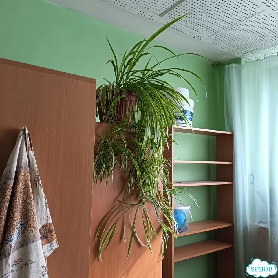 Молочай и хлорофитум фото 8
