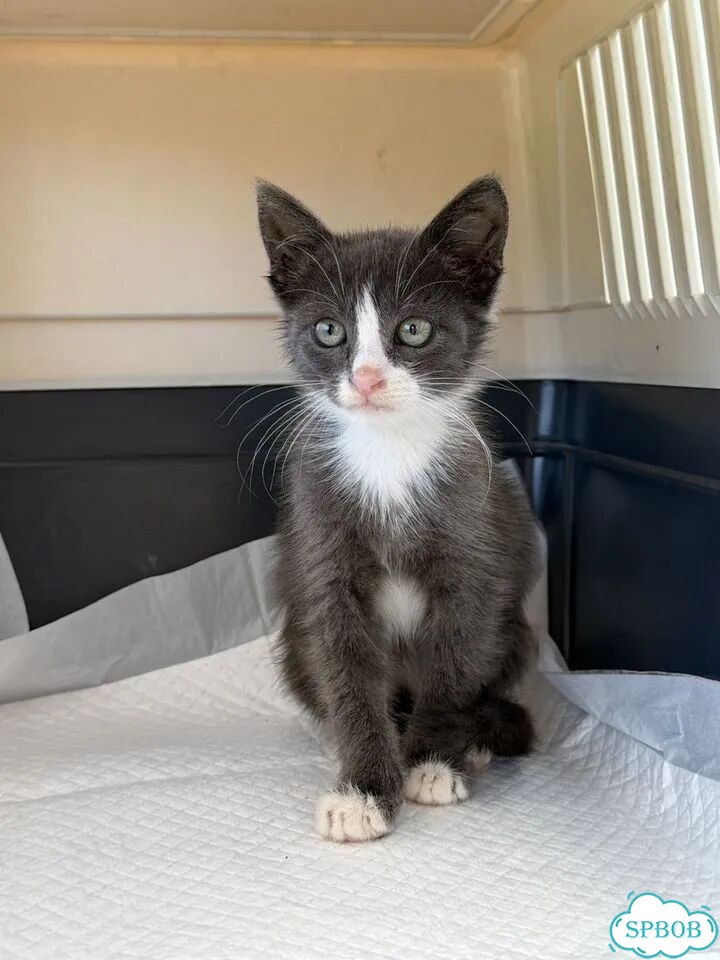 Котёнок в добрые руки фото 1