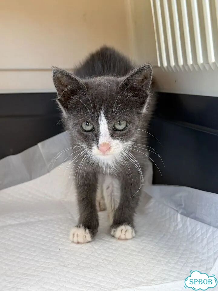 Котёнок в добрые руки фото 3