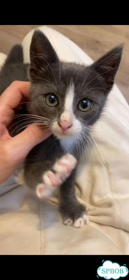 Котёнок в добрые руки фото 5
