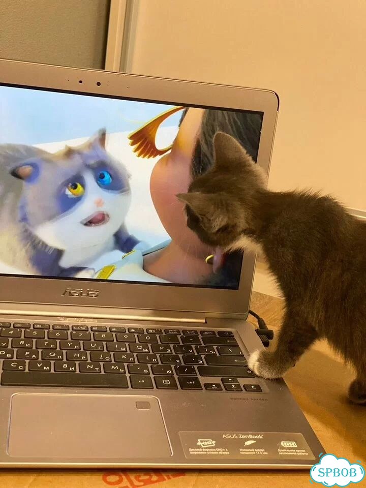 Котёнок в добрые руки фото 6