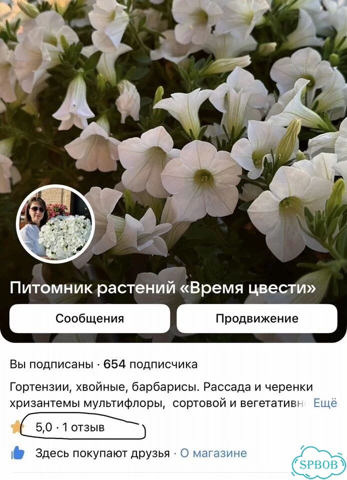 Гортензия фото 7
