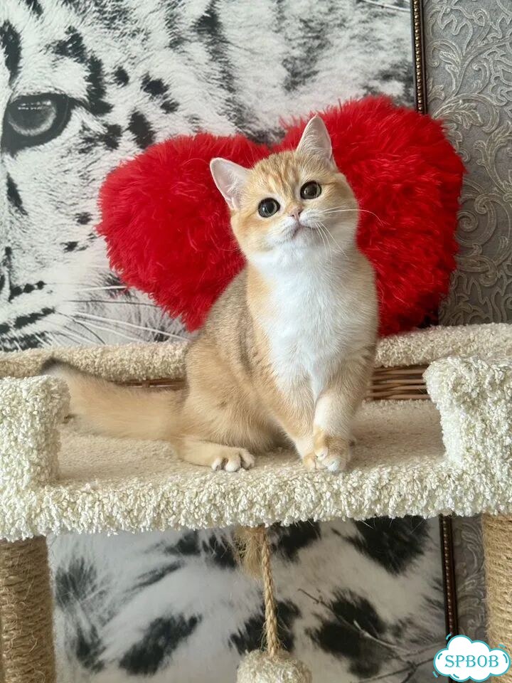 Британский короткошёрстный котёнок фото 1