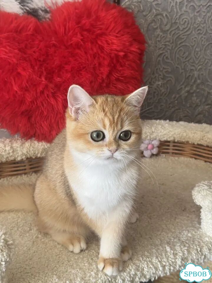 Британский короткошёрстный котёнок фото 10