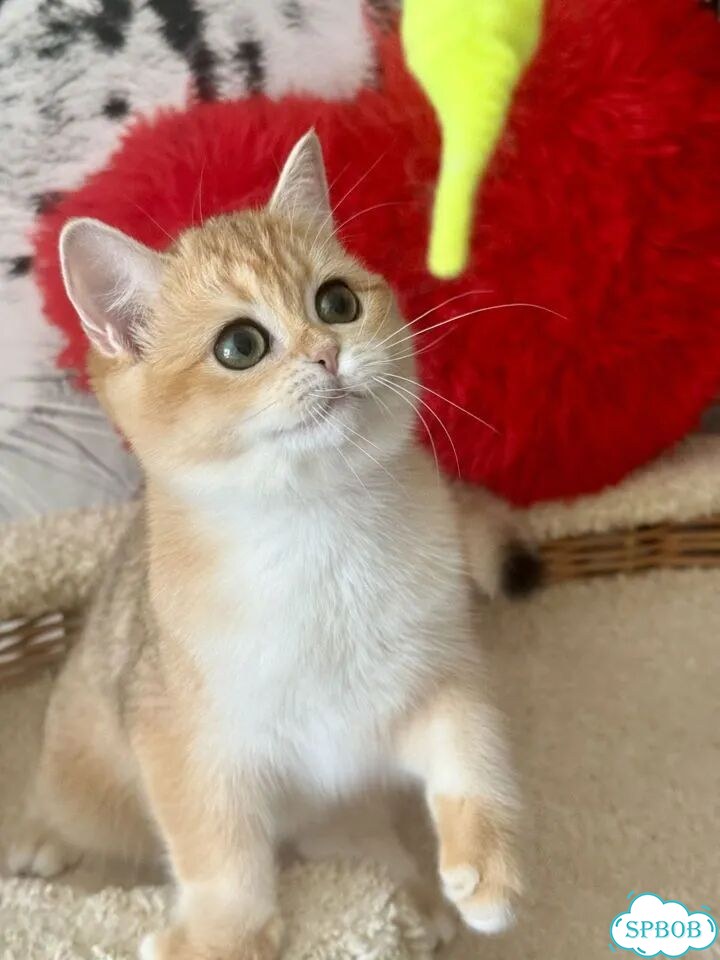 Британский короткошёрстный котёнок фото 2