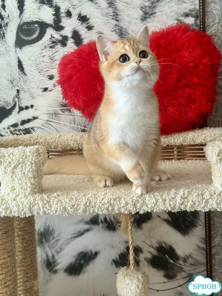 Британский короткошёрстный котёнок фото 3