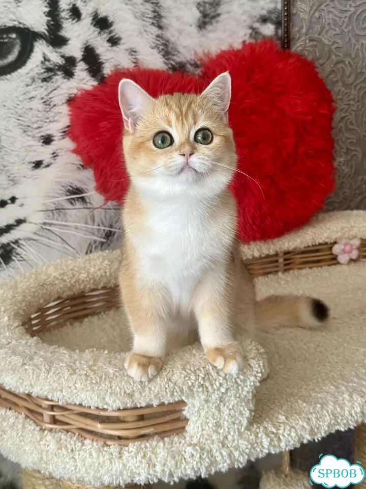 Британский короткошёрстный котёнок фото 5