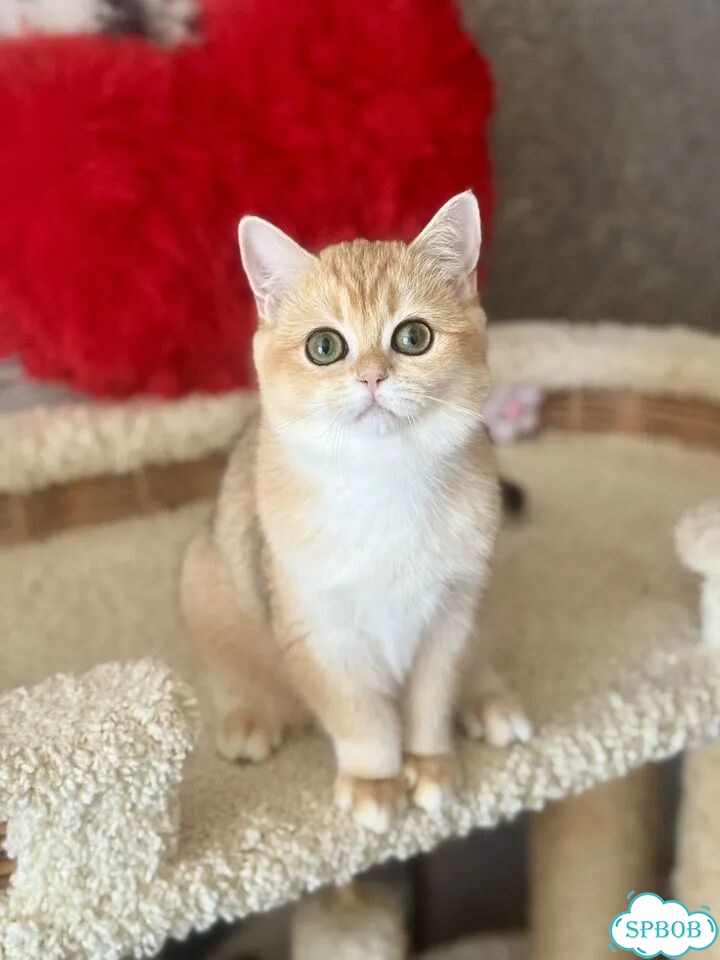 Британский короткошёрстный котёнок фото 6