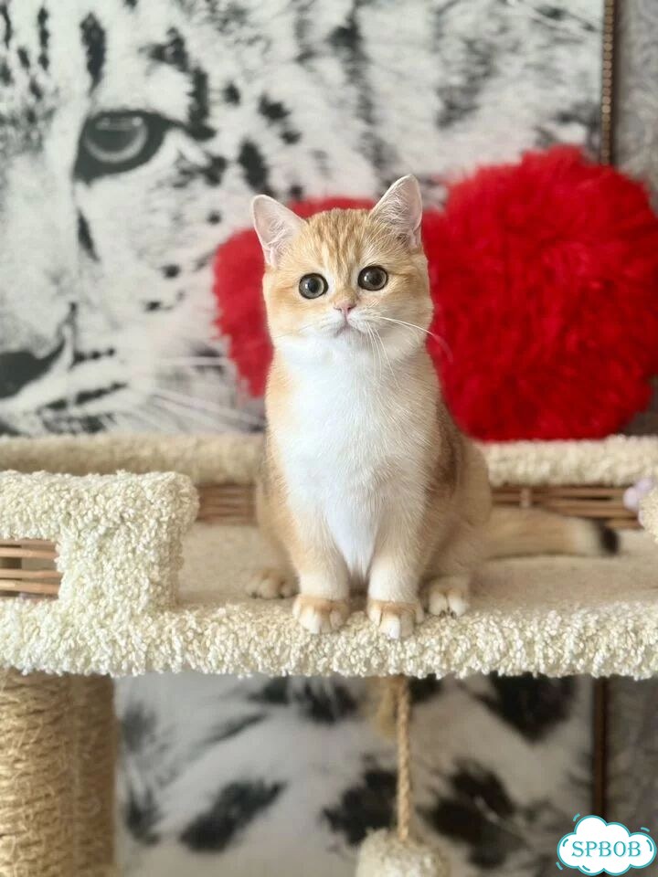 Британский короткошёрстный котёнок фото 7