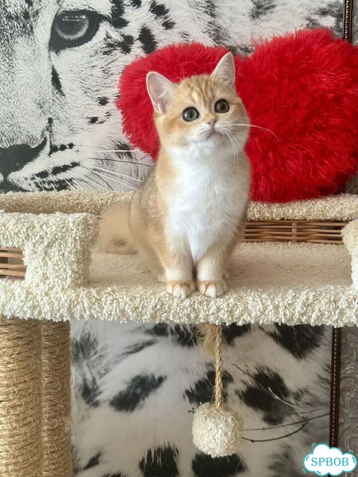 Британский короткошёрстный котёнок фото 8