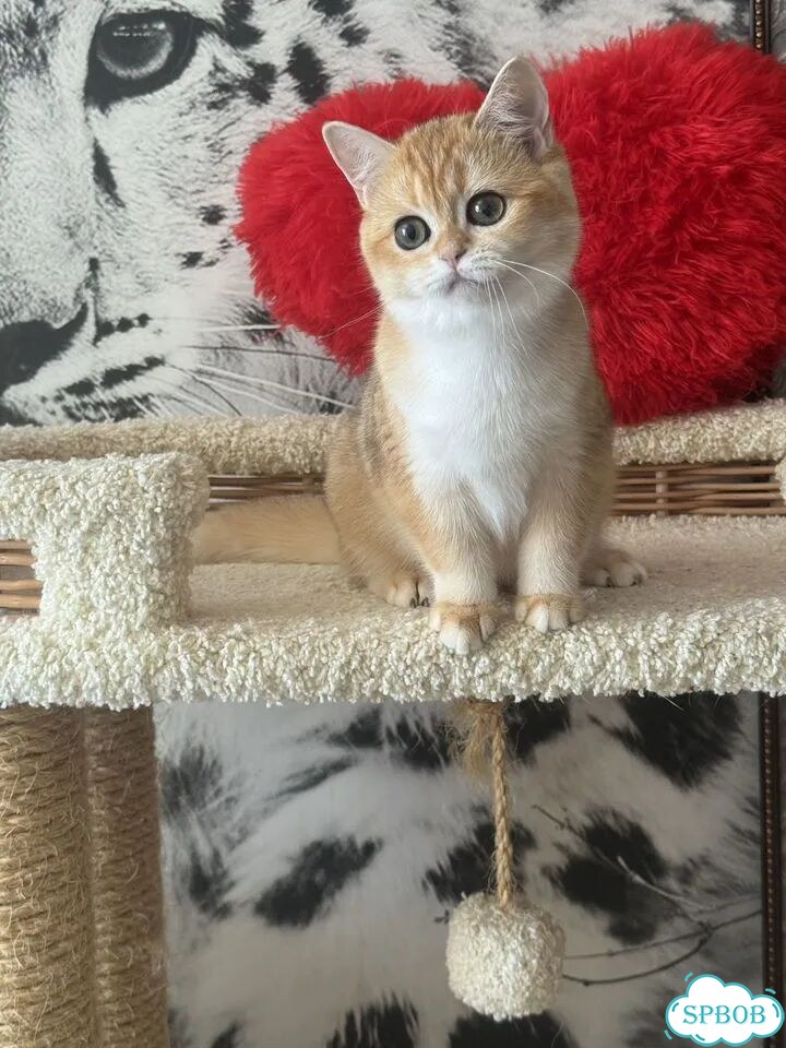 Британский короткошёрстный котёнок фото 9