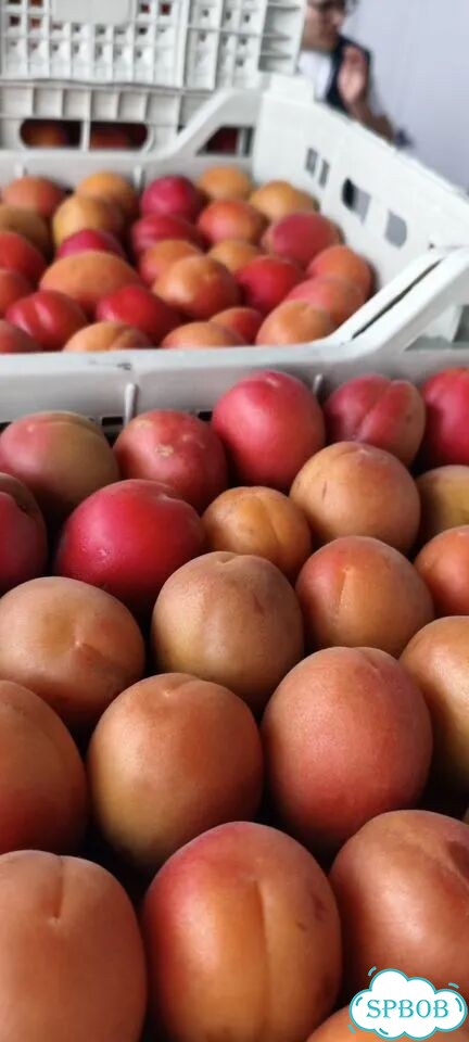 Абрикосы медовые супер вкусные вкус огнище фото 2